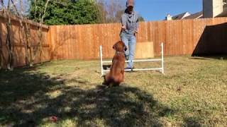 Agility Training With Tex The Rhodesian Ridgeback [upl. by Sorilda]