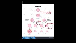 oogenesis gametogenesisand embryology [upl. by Neema]