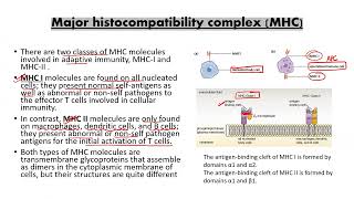 MHCTypeI amp TypeII immunologyapbiology ibbiology neetbiology examprep lifescience olympiad [upl. by Adilem614]