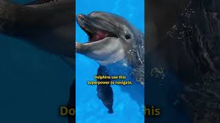 How Dolphins Use Echolocation to See [upl. by Dimo]