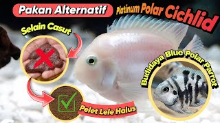 CARA IKAN BLUE POLAR  PLATINUM DOYAN PELET LELE⁉️cichlid bluepolarparrot [upl. by Eylsel895]