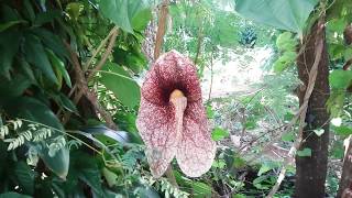 A MAIOR FLOR DO BRASIL  aristolochia elegans [upl. by Haneekas]