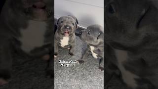 Staffy puppies first bark puppy staffypuppy pitbullpuppy puppybarking puppies puppylife pup [upl. by Kantor328]