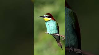 European beeeaters EuropeanBeeEater Birdwatching Conservation [upl. by Yrtnej]