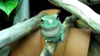 Whites Tree Frog croaking BAAHAHAAHA SUCCESS [upl. by Lucine]