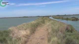 Nelle Valli di Comacchio i fenicotteri di Valle Campo [upl. by Midian38]