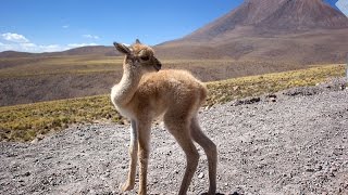 Vicuña South American camelids [upl. by Enerahs]