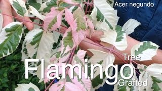 Flamingo Maple Tree Grafted  Stunning Pink Flush Acer negundo [upl. by Bluhm]