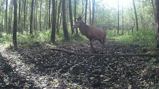 DŁUGI FILM O JELENIACH [upl. by Ailuig]