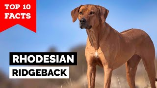 Rhodesian Ridgeback  Top 10 Facts [upl. by Elohc254]