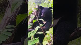 Asiatic Black Bear  Pakke Tiger Reserve  Rehabilitation  CBRC [upl. by Alamap]