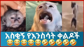 🛑 አስቂኝ የእንስሳት ቀልዶች funny Ethiopia animals videos 😂😂😂😂😂😂😂😂😂😂😂😂😂😂 habesha [upl. by Enaamuj995]