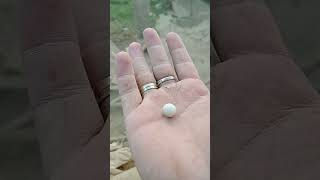 How Lizard Eggs Hatch Nature’s Mini Miraclequot Amazing science Sub 2 MUR Vlogs [upl. by Tnias]