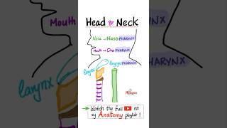 Anatomy of the Pharynx  Head and Neck Anatomy…anatomy mbbs biology science neuro nclex nurse [upl. by Ivens]