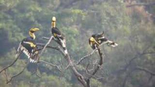 Hornbills Great [upl. by Olva565]