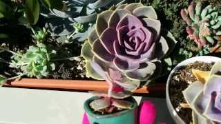 How to tell if your echeveria is thirsty or etiolated [upl. by Virendra]