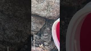 Letting a Rattlesnake Escape Into the Rocks [upl. by Lleunamme207]