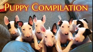 EPIC Bull Terrier PUPPY compilation [upl. by Glass764]