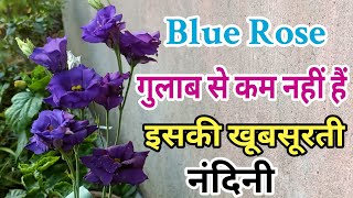 नीला गुलाब से कुछ कम नहीं है इसका फुल नाम है नंदिनी Lisianthus flower plant care [upl. by Aural]