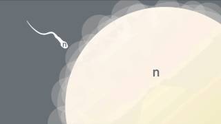 Formation of Gametes [upl. by Giorgia]