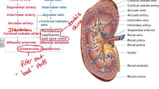 AampPII Chapter 25 Urinary System part 1 [upl. by Javed]