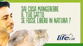 Cosa mangerebbe il tuo gatto se fosse libero in natura [upl. by Calica]