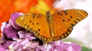 Butterfly  Most beautiful Butterfly Species in the World [upl. by Castara]