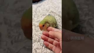 The little parrot asks for a pat every day Its so coquettish Parrot Lovebird [upl. by Noy]