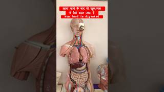 Human Digestive System । खाना कैसे पचता है shorts viralvideo [upl. by Eidderf]