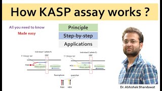 How KASP marker works SNP detection technique [upl. by Trevor853]