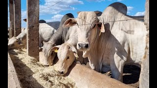 Happy cows hit corn option on Mato Grosso farm [upl. by Schear]