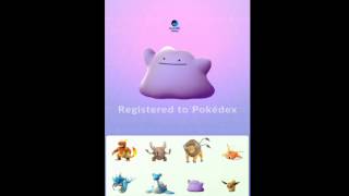 Pokemon Go Caught A Ditto  Gym Battle [upl. by Rahcir]