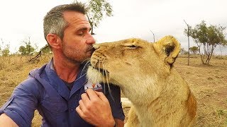 Lion KISSES  The Lion Whisperer [upl. by Nahta26]