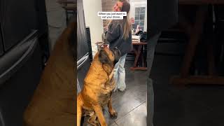 My GIANT Puppy has NO time for nonsense before dinner dog dogs cutedog [upl. by Aeriell]