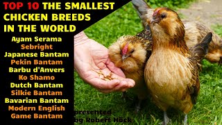 Top10 Smallest chicken breeds in the world Serama Sebright Japanese Dutch and Pekin Bantam [upl. by Aisyat]