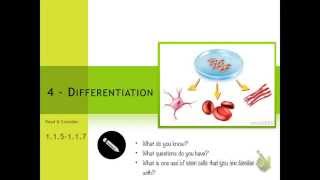 Cell Differentiation [upl. by Schwinn64]