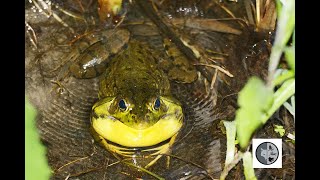 Chant de la grenouille verteGreen Frog song [upl. by Lenad]