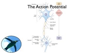 The Action Potential [upl. by Elena]