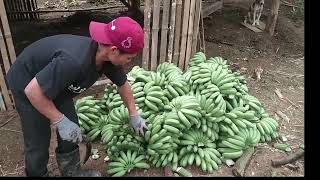 Lakatan Banana Harvest August 14 2022 FARMtuSina [upl. by Lancaster]