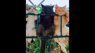 😺 Соседская банда 🐈 Смешное видео с котами и котятами на новом канале BarabanTV 😸 [upl. by Namreh]