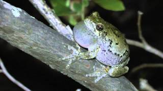 Gray Treefrogs Trilling [upl. by Anitnamaid]