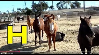 ALPHABET ANIMALS  PHONICS  ALPHABET SONG  HORSES amp DONKEYS Part 109 EDUCATIONAL KID LEARNING [upl. by Narat]