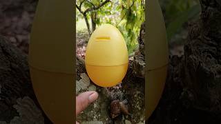 finding egg and snail in the chocolate tree snail egg [upl. by Blakelee225]