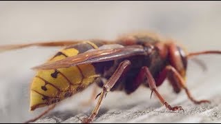 Unterschätztes Insekt Hornissen sind die perfekte Waffe gegen Wespen [upl. by Jolene409]