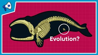 What is the Evidence for Evolution [upl. by Kcaz]