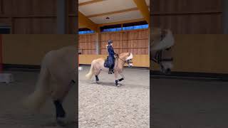 Dressage Haflinger [upl. by Oilime]