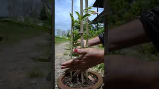 How to Grow Mandevilla Plants amp Get Maximum Flowers mandeville outdoorplants youtubeshorts [upl. by Heda]