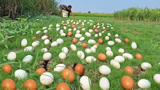 Mrs Lina Collecting eggs in a grassy field [upl. by Tombaugh]