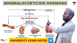 Mineralocorticoids  Aldosterone Hormone  Endocrine Physiology [upl. by Haidebej]