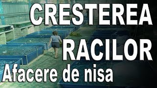 Idei de afaceri  Cresterea racilor AFACERE DE NISA  NextStep [upl. by Siraval]